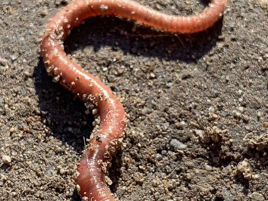 Ćwiczenia z obserwacji życia. Wystawa Piotra Blajerskiego w 66P we Wrocławiu